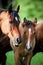 Arabian mare and foal in meadow