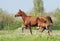 Arabian mare and foal running on pasture