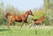 Arabian mare and foal running on pasture