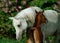 Arabian mare and foal with spring lilac background behind