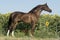 Arabian mare playing in the field