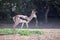 Arabian mountain gazelle