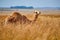 Arabian one-humped camel, Camelus dromedarius in an african savanna. Arabian  camel standing in a field covered in high yellow