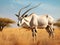 Arabian oryx