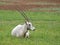 Arabian oryx adult showing off huge horns