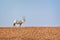 Arabian oryx, also called white oryx Oryx leucoryx in the desert near Dubai, UAE