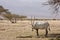 Arabian oryx antelope