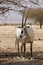 Arabian Oryx antelope