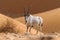 Arabian oryx antelope standing in the middle of a desert