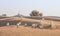 Arabian oryx in a desert near Dubai