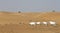 Arabian oryx in a desert near Dubai