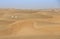 Arabian oryx in a desert near Dubai