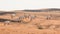 Arabian oryx in the desert after sunrise. Dubai, United Arab Emirates.