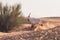 Arabian oryx in the desert after sunrise. Dubai, United Arab Emirates.