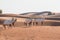 Arabian oryx in the desert after sunrise. Dubai, United Arab Emirates.