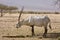 Arabian oryx eating