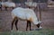 ARABIAN ORYX eating At Al Dosari Zoo - Doha , Qatar