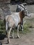 Arabian oryx eating hay 1