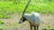 Arabian oryx looks towards the camera