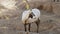 An arabian oryx Oryx leucoryx critically endangered resident of the Arabian Gulf stands in the hot desert sand