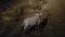 An Arabian oryx Oryx leucoryx critically endangered resident of the Arabian Gulf stands in the hot desert sand at night