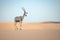 arabian oryx standing alone on a sand dune