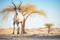 arabian oryx standing by desert acacia tree