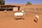 Arabian Oryx standing in a desert farm in Oman desert