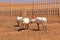 Arabian Oryx standing in a desert farm in Oman desert