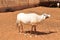 Arabian Oryx standing in a desert farm in Oman desert