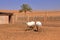 Arabian Oryx standing in a desert farm in Oman desert