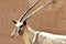 Arabian Oryx statue at Phoenix Zoo, Arizona Center for Nature Conservation, Phoenix, Arizona, United States