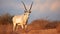Arabian Oryx Unveiled: Exploring the Enchanting Wildlife of Shaumari Reserve. Generative AI