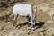 The Arabian Oryx walks in the desert