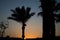 Arabian palm tree silhouette during sunset