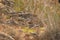 Arabian Partridge / Alectoris melanocephala. Birds wintering in the Middle East