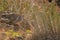 Arabian Partridge / Alectoris melanocephala. Birds wintering in the Middle East