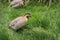 Arabian Partridge, Alectoris melanocephala, a species of bird in the family Phasianidae