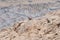 An Arabian Partridge head Alectoris melanocephala on a cliff in the United Arab Emirates UAE