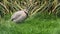 Arabian Partridge, a species of bird in the family Phasianidae. Portrait