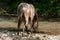 Arabian purebred horse drinking water