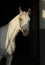 Arabian racehorse portrait in dark stable background