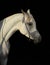 Arabian racehorse portrait in dark stable background