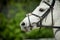 Arabian racing horse head closeup on green leaves background