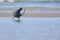 Arabian Reef Egret flapping its wings