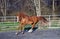 Arabian/Saddlebred mix horse