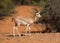 Arabian sand gazelle - endangered species