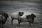 Arabian sheep inside a nature reserve for rare plants and trees in Qatar