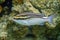 Arabian spinecheek fish - Scolopsis ghanam , Red sea