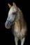 Arabian stallion on the black background.